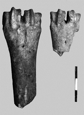 Neolithic Settlement of Knossos in Crete: New Evidence for the Early Occupation of Crete and the Aegean Islands by Efstratiou, Nikos