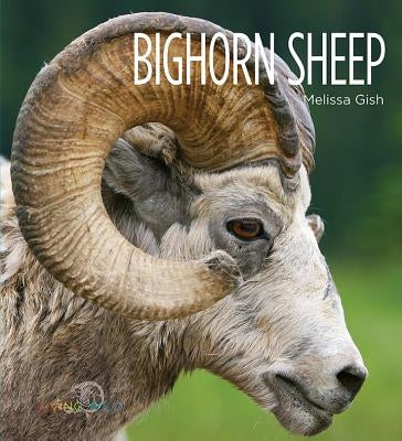 Bighorn Sheep by Gish, Melissa