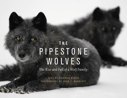 The Pipestone Wolves: The Rise and Fall of a Wolf Family by Bloch, G?ther