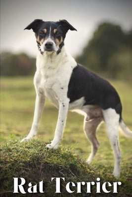 Rat Terrier: Dog breed overview and guide by Pustova, Nina