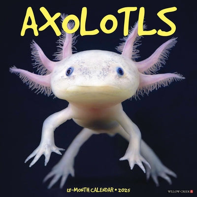 Axolotls 2025 12 X 12 Wall Calendar by Willow Creek Press
