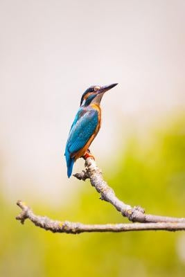 Kingfisher: The Family Contains 114 Species and Is Divided Into Three Subfamilies and 19 Genera. Often Seen as a Blue Flash While by Journals, Planners and