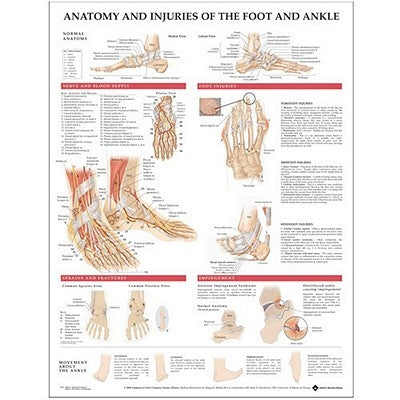 Anatomy and Injuries of the Foot and Ankle by Anatomical Chart Company