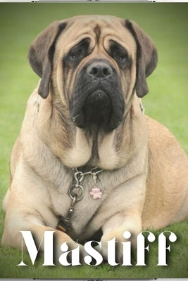 Mastiff: Dog breed overview and guide by Pustova, Nina