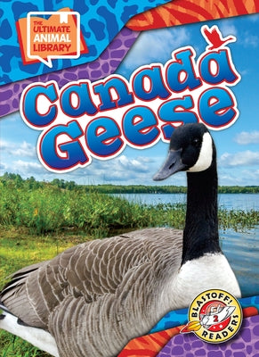 Canada Geese by Scheffer, Janie