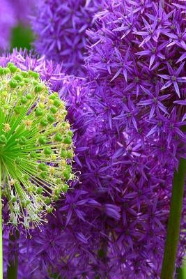 Blossoms: Alliums Are Hardy Bulbs That Produce Dramatic Balls of Purple, Blue, Yellow or Pink Flowers Atop Stiff, Upright Stems. by Journals, Planners and