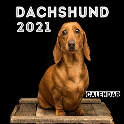 Dachshund 2021 Calendar: Cute Dachshund, Cute Dachshund Photos Monthly Calendar 12 Month Wall & Office Calendar, dog a day calendar 2021, dog c by Planner, Dachshund Lovers