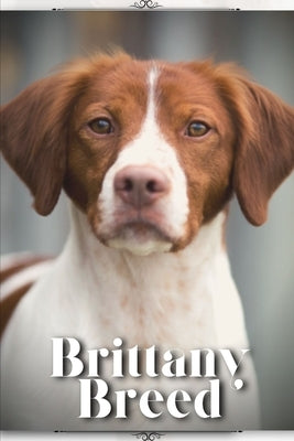 Brittany Breed: Dog breed overview and guide by Pustova, Nina