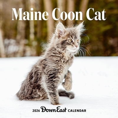 2026 Maine Coon Cat Wall Calendar by Down East Magazine