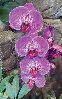 Hot Pink Orchid Journal by Journals, Ns