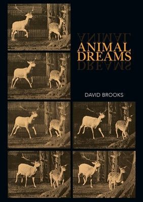 Animal Dreams by Brooks, David