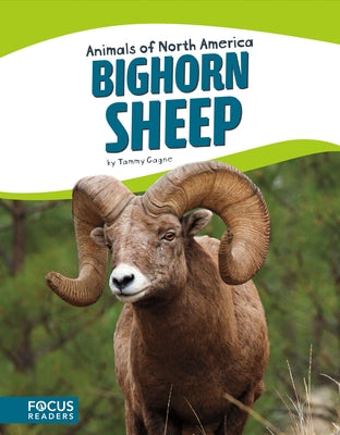 Bighorn Sheep by Gagne, Tammy