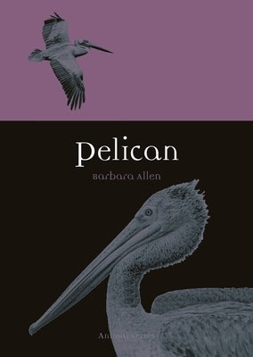 Pelican by Allen, Barbara