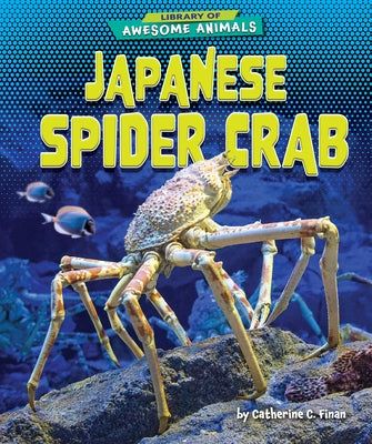 Japanese Spider Crab by Finan, Catherine C.