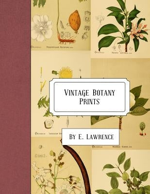 Vintage Botany Prints by Lawrence, E.
