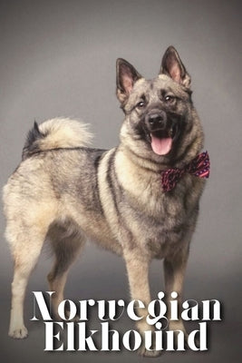 Norwegian Elkhound: Dog breed overview and guide by Pustova, Nina