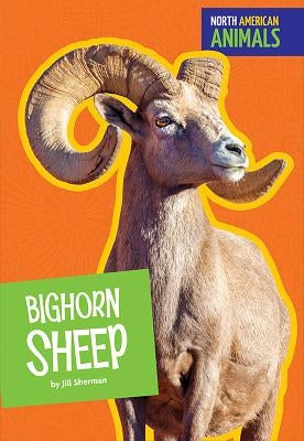 Bighorn Sheep by Sherman, Jill