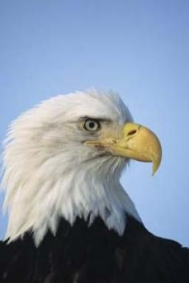 On Wings Like Eagles: Rising above the Rough Times by Anderson, Tiffany