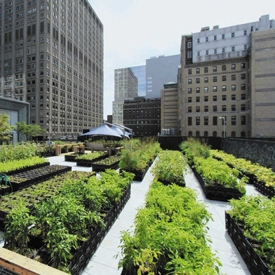 Greenwards: The New Delight in Urban Nature by Fischer, Volker