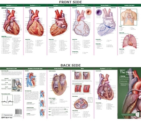 Anatomical Chart Company's Illustrated Pocket Anatomy: Anatomy of the Heart Study Guide by Anatomical Chart Company