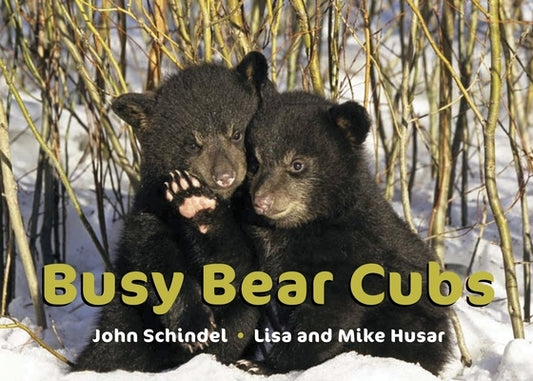 Busy Bear Cubs by Schindel, John