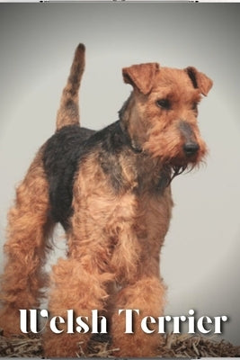 Welsh Terrier: Dog breed overview and guide by Pustova, Nina