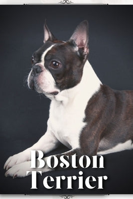 Boston Terrier: Dog breed overview and guide by Pustova, Nina