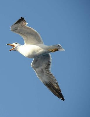 Seagull by Wild Pages Press
