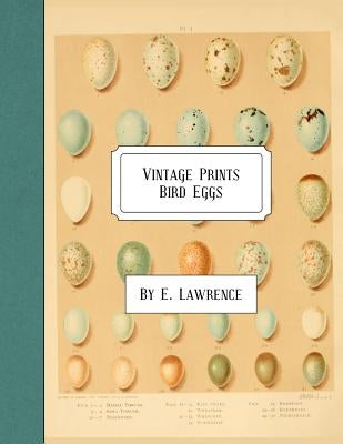 Vintage Prints: Bird Eggs by Lawrence, E.