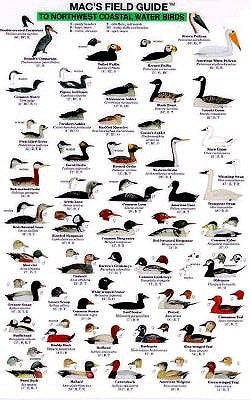 Mac's Field Guides: Northwest Coast Water Birds by Macgowan, Craig