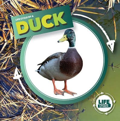 Life Cycle of a Duck by Holmes, Kirsty