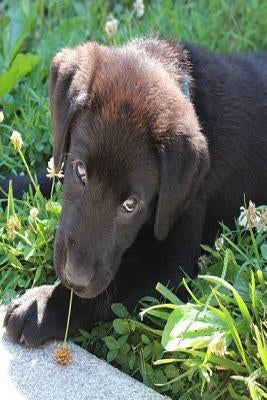 Puppy: The Labrador Retriever, or Just Labrador, or Lab Is a Type of Retriever-Gun Dog. the Labrador Is One of the Most Popul by Journals, Planners and