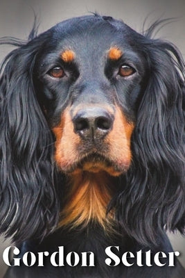 Gordon Setter: Dog breed overview and guide by Pustova, Nina