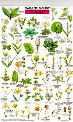Mac's Field Guides: Northern California Wildflowers by Macgowan, Craig