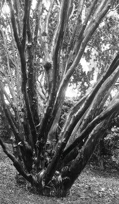 Places of the Heart: Designing for Ecstatic Bliss & Progressive Evolution by Poor, Chas