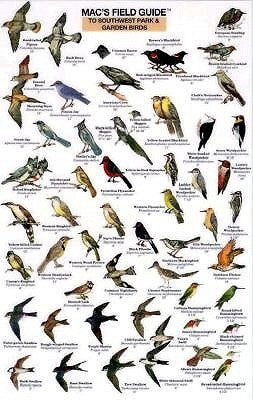 Mac's Field Guides: Southwest Park/Garden Birds by Macgowan, Craig