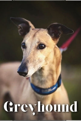 Greyhound: Dog breed overview and guide by Pustova, Nina