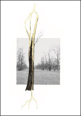 Giuseppe Penone: Thoughts in the Roots by Penone, Giuseppe