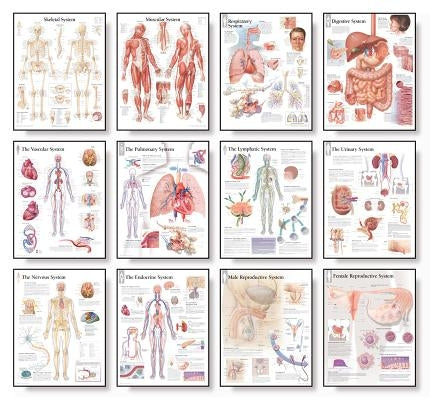 Body Systems Chart Set by Scientific Publishing