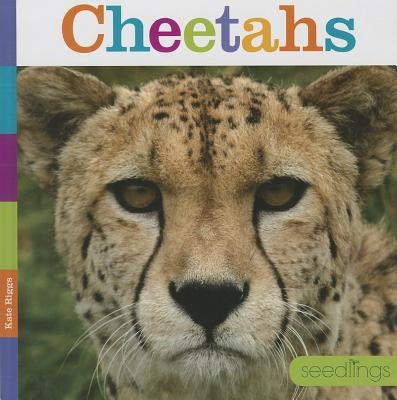 Cheetahs by Riggs, Kate