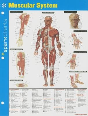 Muscular System Sparkcharts: Volume 44 by Sparknotes