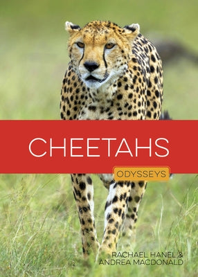 Cheetahs by Hanel, Rachael