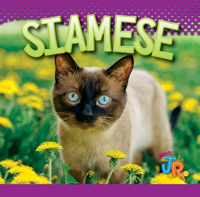 Siamese by Storm, Marysa