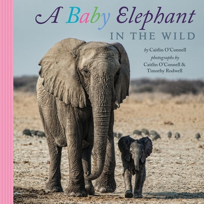 A Baby Elephant in the Wild by O'Connell, Caitlin
