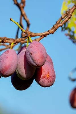 Plums: A Plum Is a Fruit. Plums Bloom Flowers in Groups of One to Five Together on Short Stems, the Fruit Have a Groove Runni by Journals, Planners and