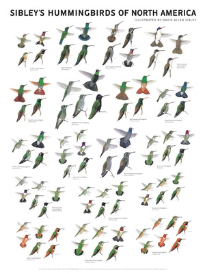 Sibley's Hummingbirds of North America Wall Poster by Sibley, David Allen
