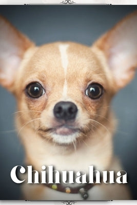 Chihuahua: Dog breed overview and guide by Pustova, Nina