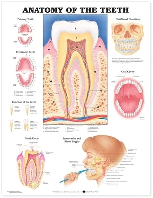 Anatomy of the Teeth Anatomical Chart by Anatomical Chart Company