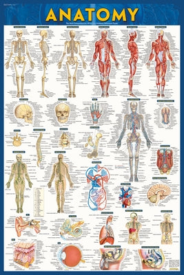 Anatomy Poster (24 X 36 Inches) Laminated: A Quickstudy Reference Tool by Perez, Vincent