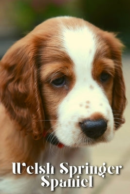Welsh Springer Spaniel: Dog breed overview and guide by Pustova, Nina